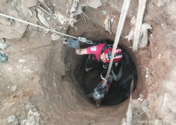 El animal cayó a un pozo de cerca de un metro y medio de diámetro.