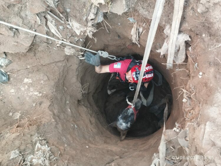El animal cayó a un pozo de cerca de un metro y medio de diámetro.