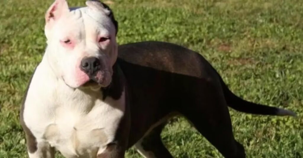 Tres ataques de perros en dos días encendieron la alarma en Córdoba Tres ataques de perros en dos días encendieron la alarma en Córdoba