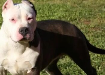 Tres ataques de perros en dos días encendieron la alarma en Córdoba