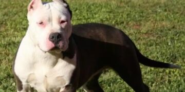 Tres ataques de perros en dos días encendieron la alarma en Córdoba