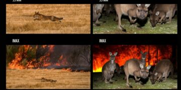 WWF apeló al cine para advertir sobre la crisis ambiental