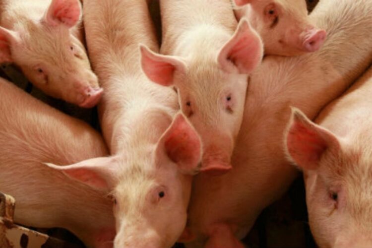 Triquinosis: ante casos en Villa Gutiérrez, Salud recuerda las medidas de prevención Es importante asegurarse de consumir carne de productores y comercios autorizados, con la inspección sanitaria correspondiente.