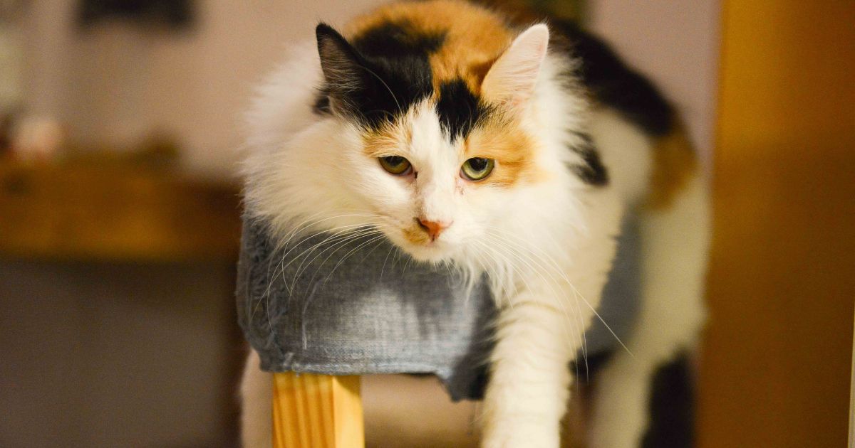 Gatos y equilibrio: Su larga cola les permite mantener el equilibrio al desplazarse por superficies estrechas y también puede transmitir señales sobre su estado de ánimo.
