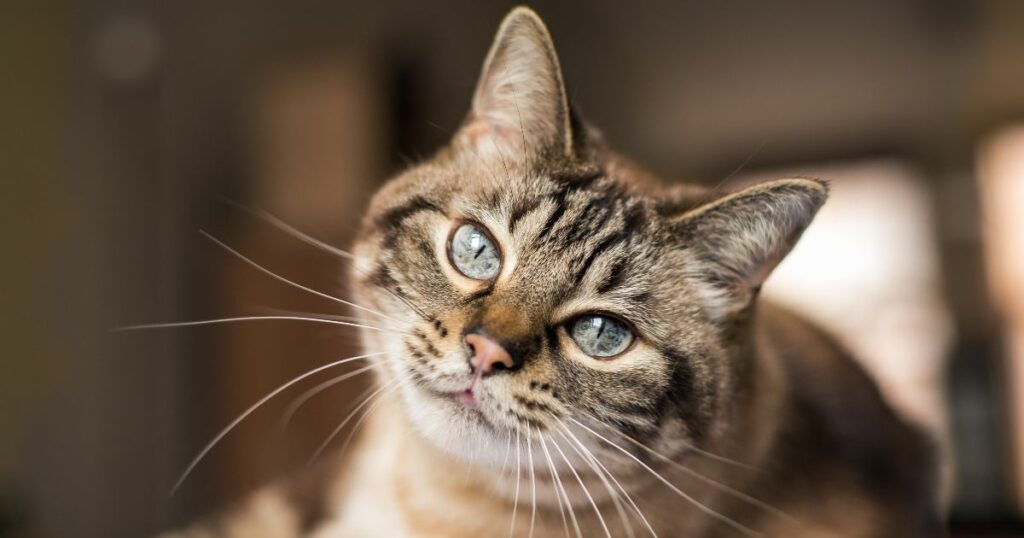 Los gatos que circulan libremente al aire libre pueden afectar a la fauna silvestre, especialmente en ecosistemas donde fueron introducidos por los seres humanos.