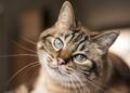 Los gatos que circulan libremente al aire libre pueden afectar a la fauna silvestre, especialmente en ecosistemas donde fueron introducidos por los seres humanos.