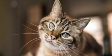 Los gatos que circulan libremente al aire libre pueden afectar a la fauna silvestre, especialmente en ecosistemas donde fueron introducidos por los seres humanos.