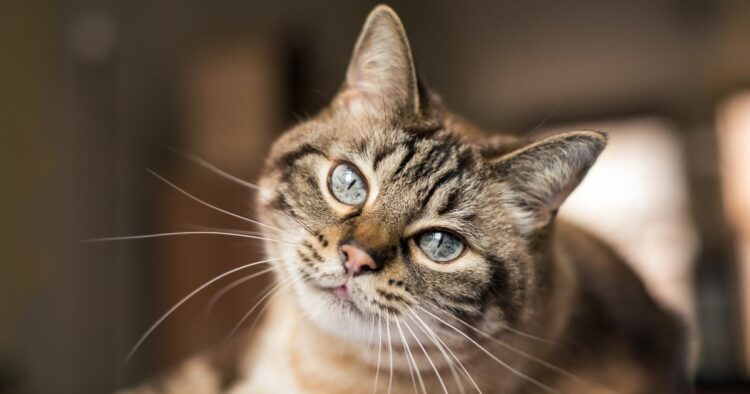 Los gatos que circulan libremente al aire libre pueden afectar a la fauna silvestre, especialmente en ecosistemas donde fueron introducidos por los seres humanos.