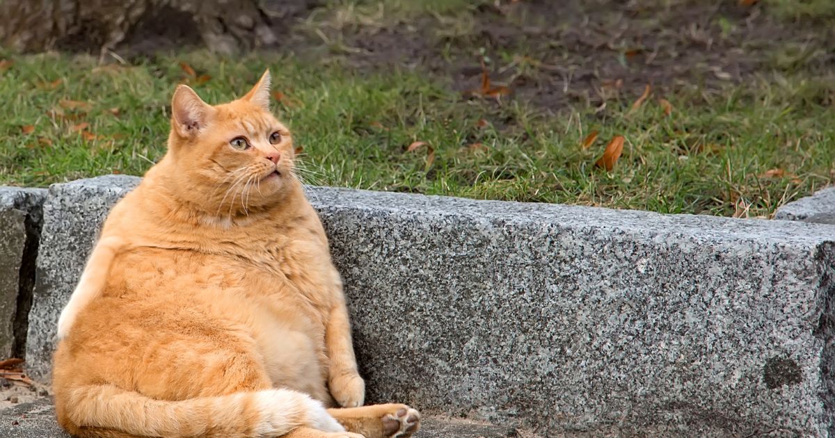 Familia felina: El gato doméstico (Felis catus) es el miembro más pequeño de la familia Felidae, que también incluye a tigres, leones, pumas y linces.