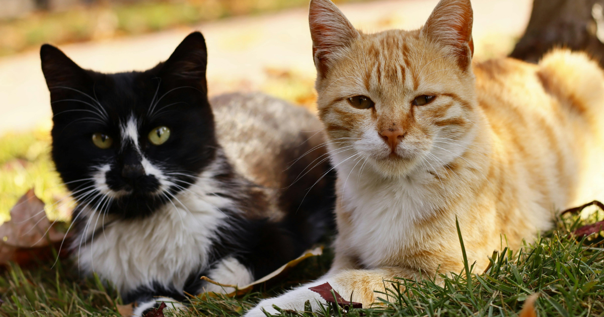 Domesticación: Los gatos comenzaron a acercarse a los asentamientos humanos hace miles de años, atraídos por los roedores que se alimentaban de los cultivos.