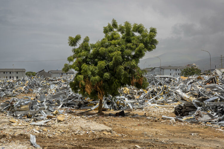 Fotografía de archivo que muestra un árbol en medio de escombros de viviendas afectadas por los terremotos del 24 junio en Catia La Mar (Venezuela). EFE/ Miguel Gutiérrez