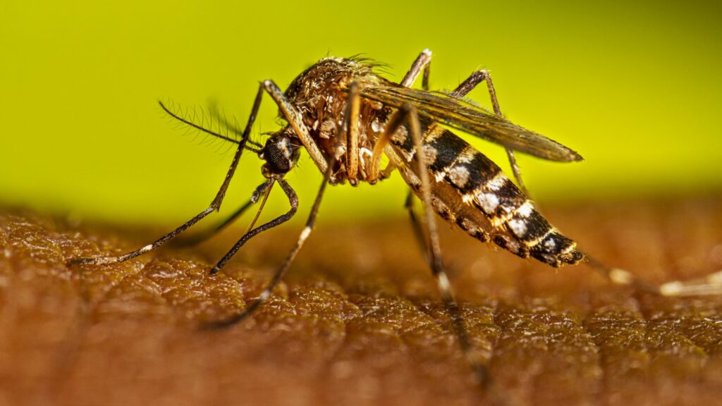 Día Internacional contra el Dengue: Cuatro virus, un mismo mosquito
