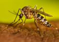 Día Internacional contra el Dengue: Cuatro virus, un mismo mosquito