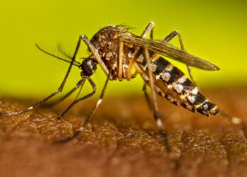 Día Internacional contra el Dengue: Cuatro virus, un mismo mosquito