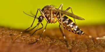 Día Internacional contra el Dengue: la enfermedad que no deja de crecer en las Américas y pone en alerta a la Argentina.