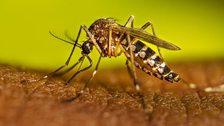 Día Internacional contra el Dengue: la enfermedad que no deja de crecer en las Américas y pone en alerta a la Argentina.
