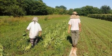 El cinturón verde de Córdoba solo cubre el 21% de la demanda saludable