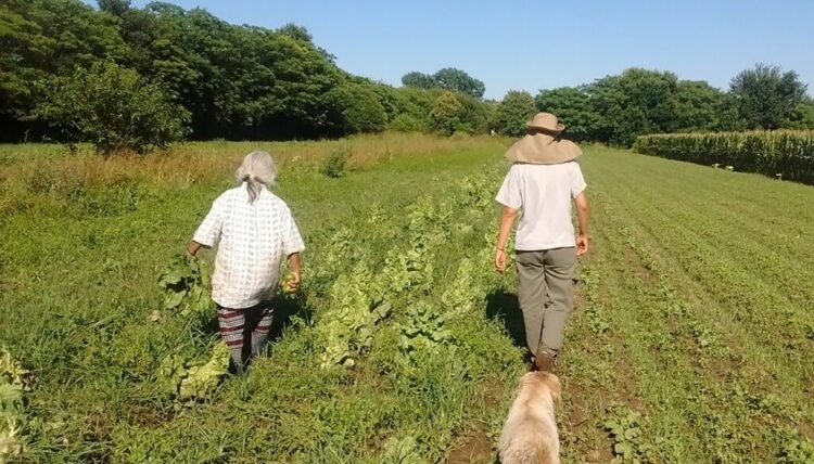 El cinturón verde de Córdoba solo cubre el 21% de la demanda saludable