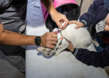 Continúan las jornadas gratuitas de vacunación antirrábica para perros y gatos El horario de vacunación serán de 09:00 a 12:00 horas en todos los espacios.