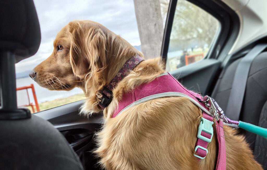 Una plataforma busca unificar salud, servicios y comunidad para mascotas