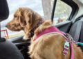 Una plataforma busca unificar salud, servicios y comunidad para mascotas