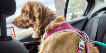 Una plataforma busca unificar salud, servicios y comunidad para mascotas Una plataforma busca unificar salud, servicios y comunidad para mascotas