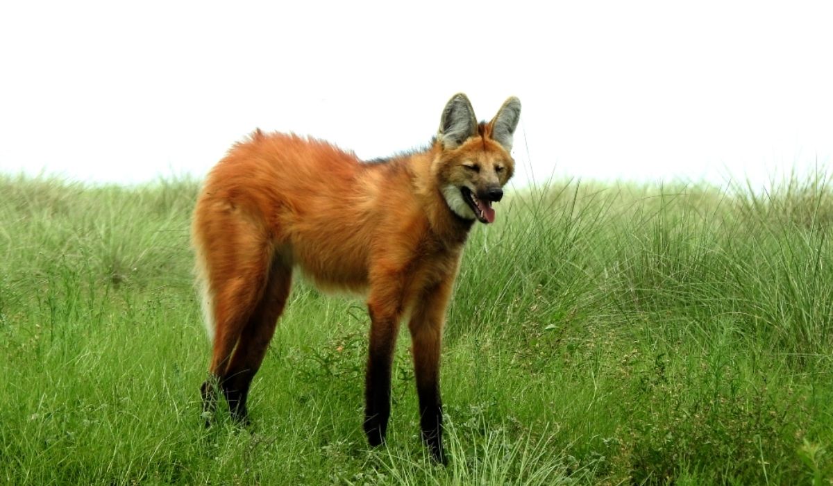 Aguará Guazú (Chrysocyon brachyurus)