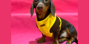 Cumpleaños para perros: Córdoba suma un espacio con torta, juegos y souvenirs