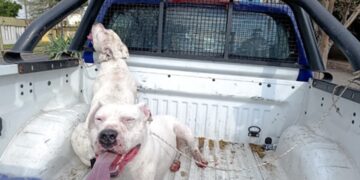 Capturaron a dos dogos sueltos con sangre en el hocico