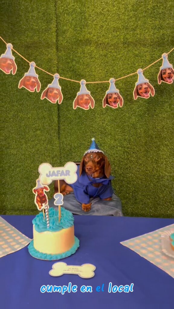 Cumpleaños para perros: Córdoba suma un espacio con torta, juegos y souvenirs