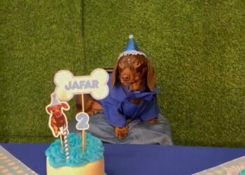 Cumpleaños para perros: Córdoba suma un espacio con torta, juegos y souvenirs