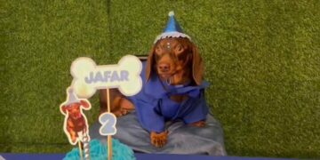 Cumpleaños para perros: Córdoba suma un espacio con torta, juegos y souvenirs