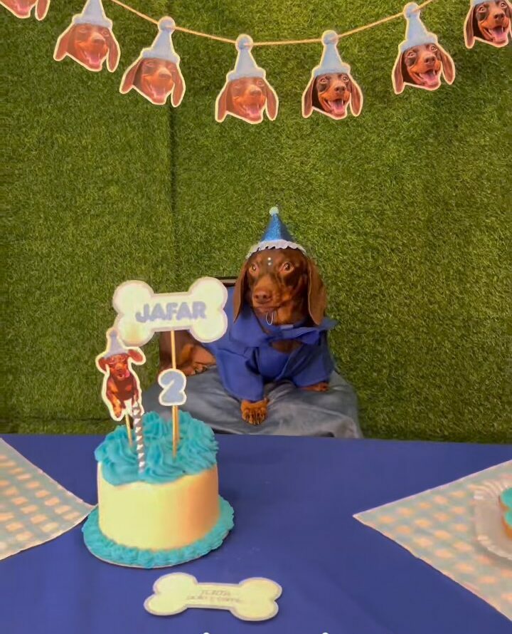 Cumpleaños para perros: Córdoba suma un espacio con torta, juegos y souvenirs Cumpleaños para perros: Córdoba suma un espacio con torta, juegos y souvenirs