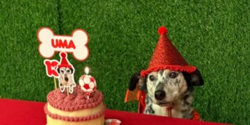 Cumpleaños para perros: Córdoba suma un espacio con torta, juegos y souvenirs Cumpleaños para perros: Córdoba suma un espacio con torta, juegos y souvenirs