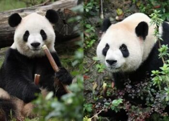 Dos pandas gigantes llegaron a EE.UU. tras un acuerdo con China