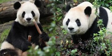 Dos pandas gigantes llegaron a EE.UU. tras un acuerdo con China