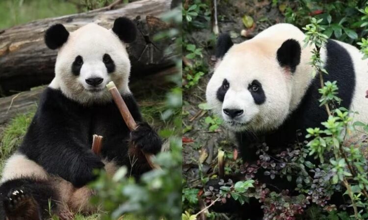 Dos pandas gigantes llegaron a EE.UU. tras un acuerdo con China Ping Ping y Fu Shuang viajaron desde Chengdu a bordo de un avión especialmente acondicionado.