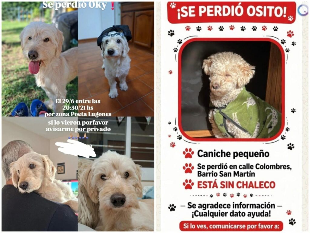 Alerta por estafas con mascotas perdidas en Córdoba