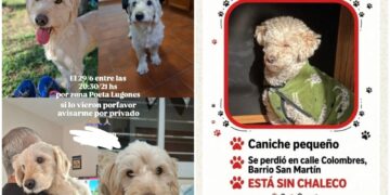 Alerta por estafas con mascotas perdidas en Córdoba