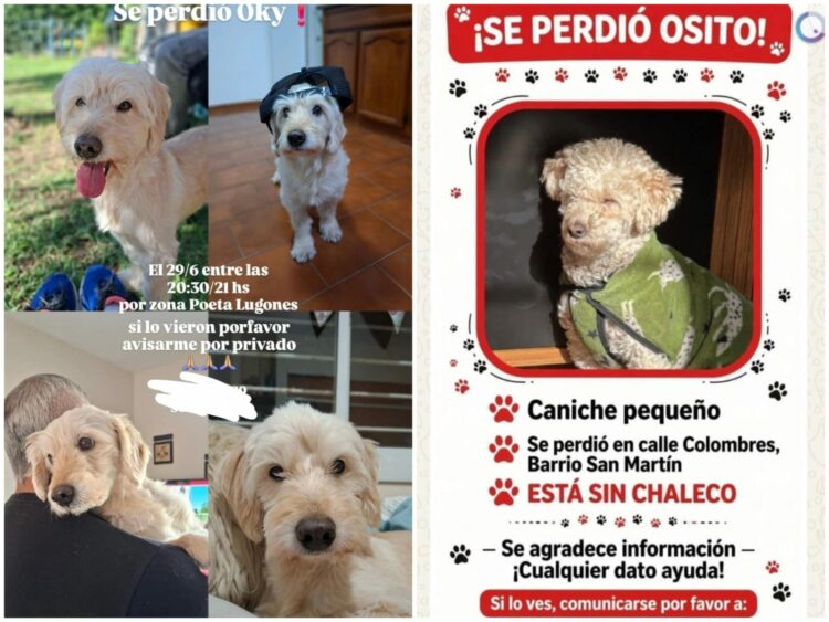 Publicaciones recientes de perros perdidos en la ciudad de Córdoba.