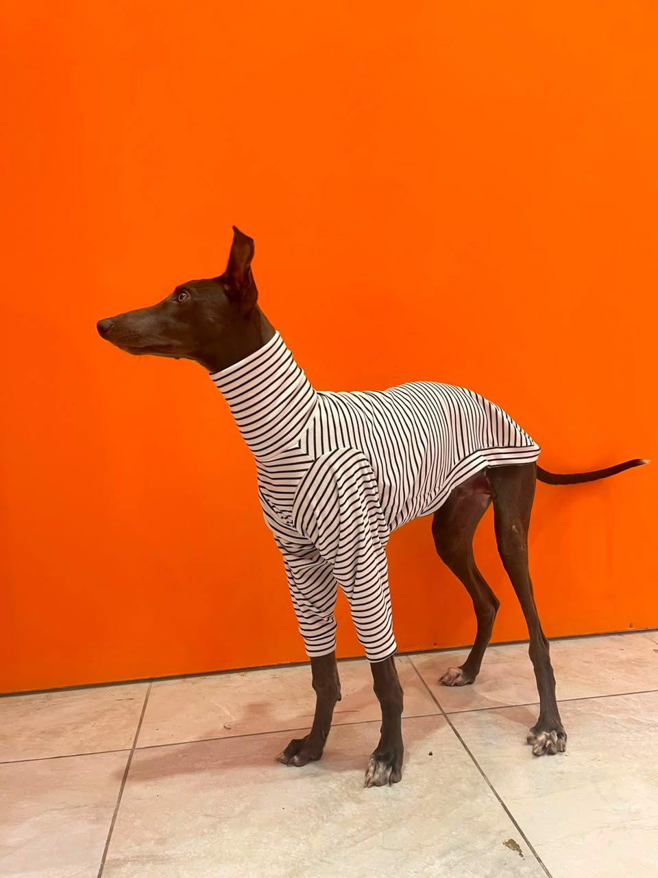 Cumpleaños para perros: Córdoba suma un espacio con torta, juegos y souvenirs Cumpleaños para perros: Córdoba suma un espacio con torta, juegos y souvenirs