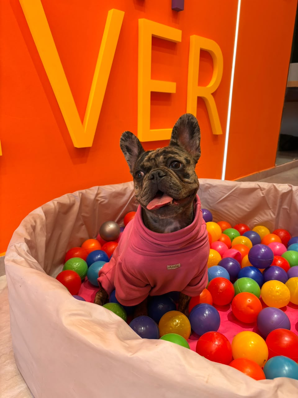 Cumpleaños para perros: Córdoba suma un espacio con torta, juegos y souvenirs Cumpleaños para perros: Córdoba suma un espacio con torta, juegos y souvenirs