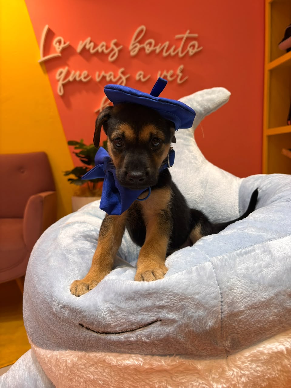Cumpleaños para perros: Córdoba suma un espacio con torta, juegos y souvenirs Cumpleaños para perros: Córdoba suma un espacio con torta, juegos y souvenirs