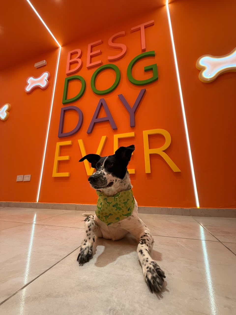 Cumpleaños para perros: Córdoba suma un espacio con torta, juegos y souvenirs Cumpleaños para perros: Córdoba suma un espacio con torta, juegos y souvenirs