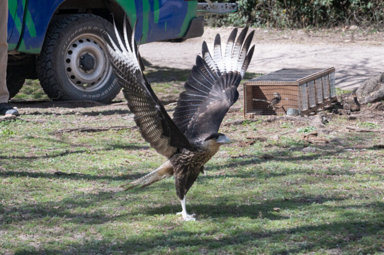 * Las aves fueron anilladas para facilitar su identificación y seguimiento tras su liberación.