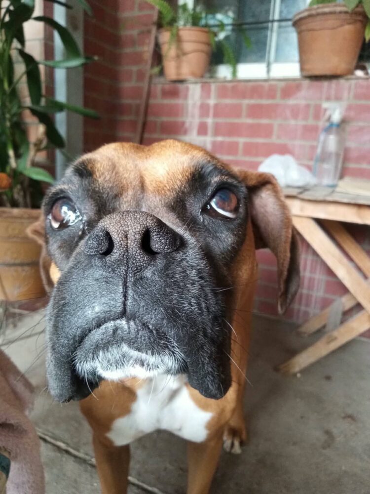 Mancha lleva ocho días perdida: su dueña busca al último regalo de su papá Mancha, la bóxer de 5 años. Si la viste en San Vicente, llamá al 351 862-7602.