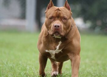 Una mujer de 82 años fue atacada por un pitbull en Villa Allende