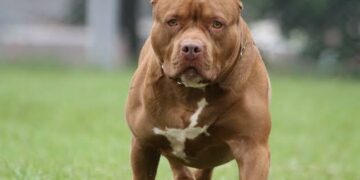 Una mujer de 82 años fue atacada por un pitbull en Villa Allende