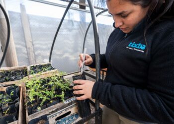 Gen Nativo ya produjo 8.000 ejemplares de flora autóctona