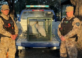 Rescataron una cigüeña herida quedó al cuidado de especialistas Rescataron una cigüeña herida quedó al cuidado de especialistas